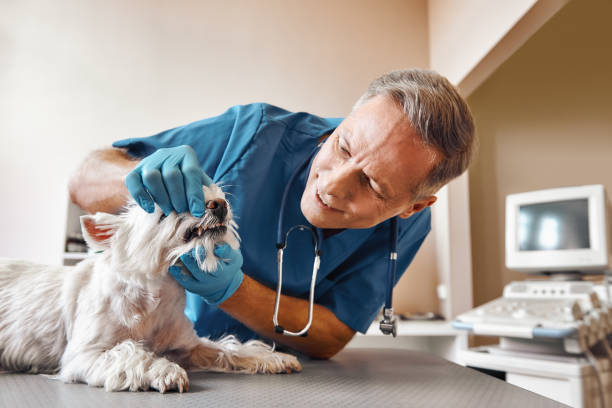 Best Same-Day Emergency Dentist in Rhinelander, WI